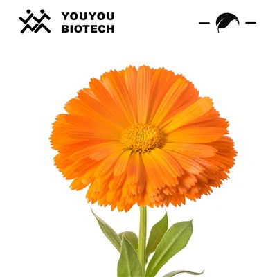 Marigold -uutteinen luteiinijauhe